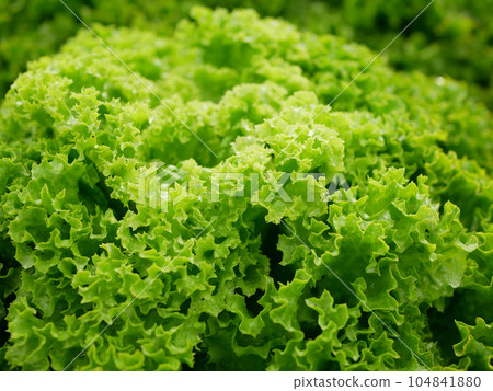 Lollo Rosso lettuce green farm fresh bio curly Lactuca sativa harvest farmer freshly growth bio harvesting vegetable spring stem stalk farmer farming grows vegetables bionda garden, organically grown Lollo Rosso lettuce green farm fresh bio curly Lactuca sativa harvest farmer freshly growth bio harvesting vegetable spring stem stalk farmer farming grows vegetables bionda garden, organically grown 104841880