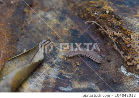 四處遊蕩的千足蟲 104842018