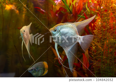 Tropical fish Pterophyllum scalare altum, angelfish swimming in aquarium with red seaweed. 104842032