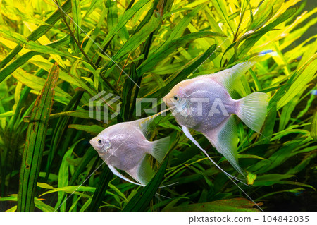 Tropical fish Pterophyllum scalare altum, angelfish swimming in aquarium with green seaweed. 104842035