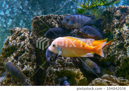 Pseudotropheus zebra, red african cichlid mbuna swimming in aquarium 104842036
