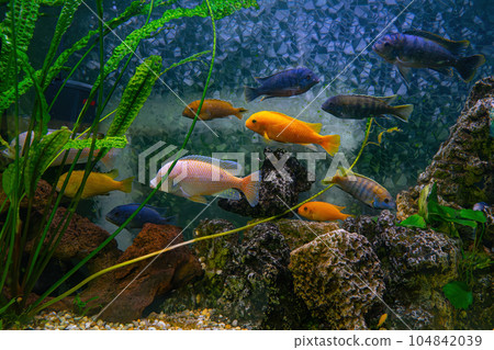 Pseudotropheus zebra, red african cichlid mbuna swimming in aquarium 104842039
