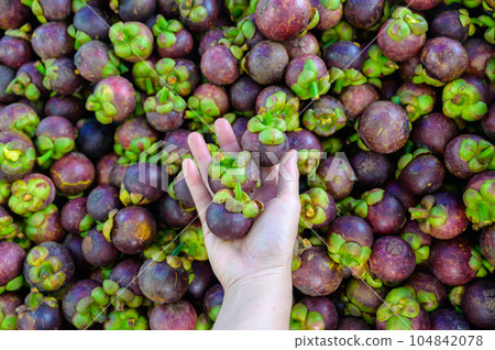 Close-up of someone hand holding Mangosteen in fruits market. Close-up of someone hand holding Mangosteen in fruits market. 104842078