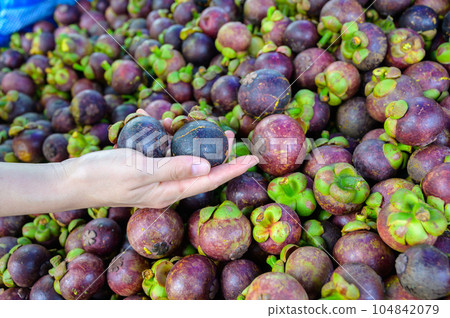Close-up of someone hand holding Mangosteen in fruits market. Mangosteen is the fruit of an evergreen tree endemic to Southeast Asia and also known as The "Queen of Fruits". Close-up of someone hand holding Mangosteen in fruits market. Mangosteen is the fruit of an evergreen tree endemic to Southeast Asia and also known as The "Queen of Fruits". 104842079
