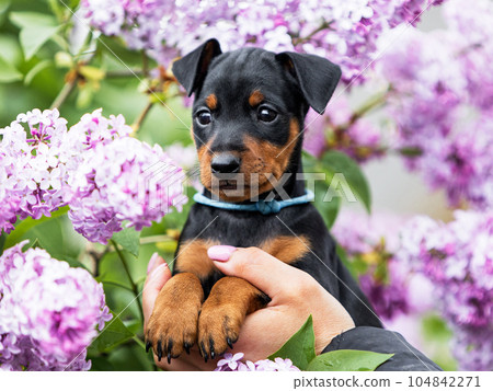 Close-up portrait of a black and tan miniature pinscher puppy in lilac colors. Close-up portrait of a black and tan miniature pinscher puppy in lilac colors. 104842271