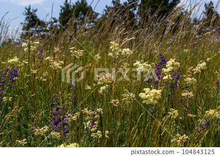 Flowering spring meadow. Filipendula vulgaris, commonly known as dropwort or fern-leaf dropwort. Place for text, blurred background Flowering spring meadow. Filipendula vulgaris, commonly known as dropwort or fern-leaf dropwort. Place for text, blurred background 104843125