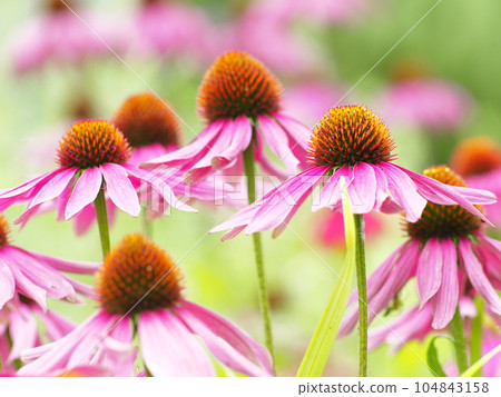 花 104843158
