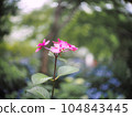 牽牛花在燈光的照耀下盛開 104843445