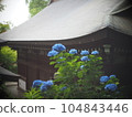 藍色繡球花 104843446