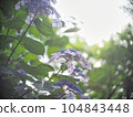 風景與繡球花 104843448