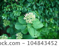 多雨的濕花 104843452