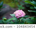 雨季盛開的粉紅色繡球花 104843454