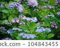藍色繡球花 104843455