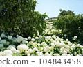 白色八仙花屬和藍天 104843458