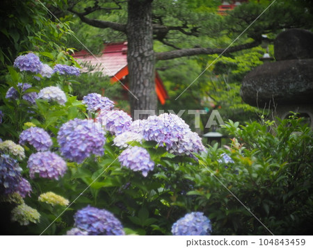 Hydrangea blooming in the clear of the rainy season Hydrangea blooming in the clear of the rainy season 104843459