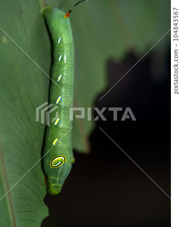 Caterpillar Oleander Hawk Moth eating the leaf 104843567