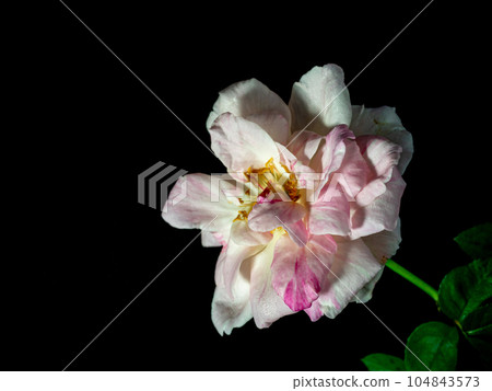 The delicate petals of a withering Sakura Gasumi rose The delicate petals of a withering Sakura Gasumi rose 104843573