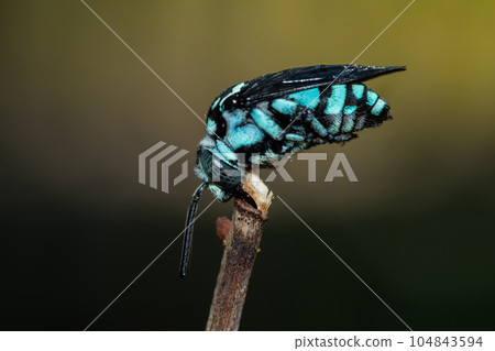 A neon cuckoo bee sleeping on a dry rose stalk 104843594