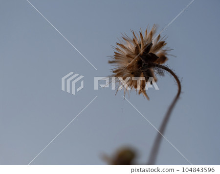 The seed of a Tridax Daisy flower when withering The seed of a Tridax Daisy flower when withering 104843596