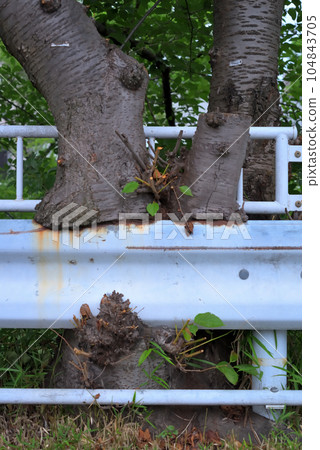 Tree cutting into guardrail Tree cutting into guardrail 104843705