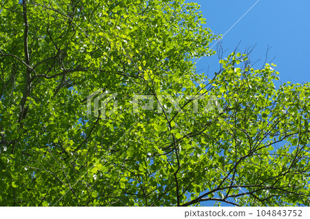 Blue sky and fresh green birch Blue sky and fresh green birch 104843752