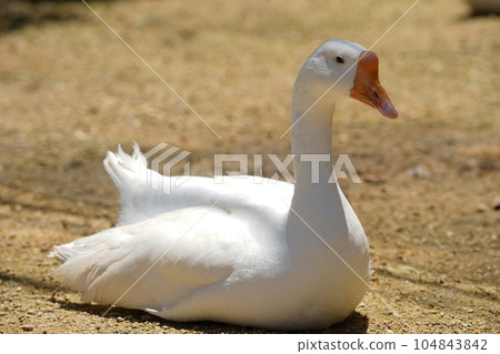 Fluffy feather image material goose 104843842