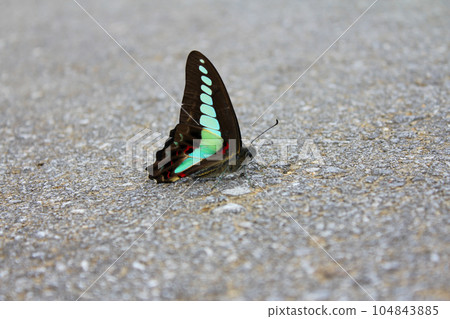 A bluebottle butterfly that fell on the road A bluebottle butterfly that fell on the road 104843885