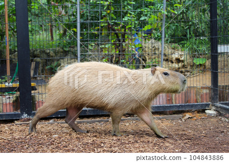 水豚散步 104843886