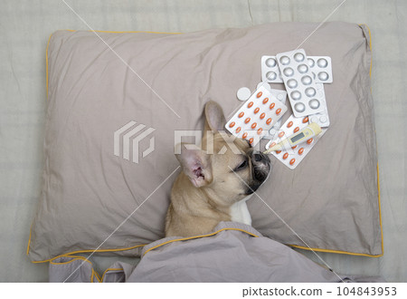 A sick bulldog dog lying in bed on a gray pillow, pills and a thermometer lying next to it. 104843953