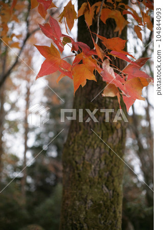 autumn leaves 104844093