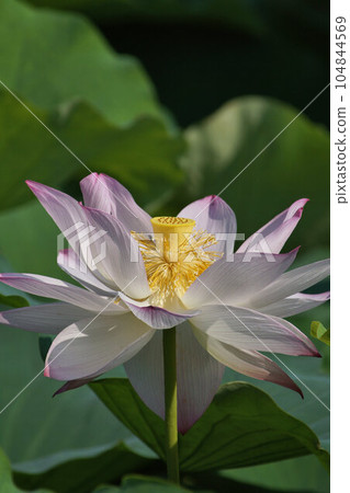 蓮花 筱山城 南堀 七月 104844569