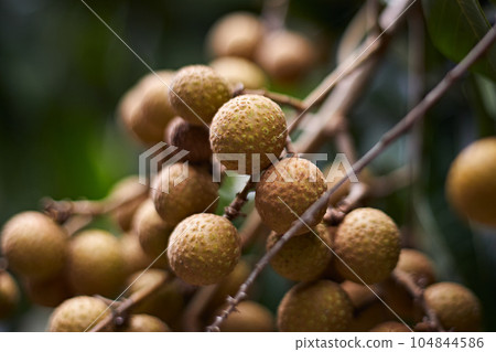 Longan orchards , Tropical fruits in Thailand Longan orchards , Tropical fruits in Thailand 104844586