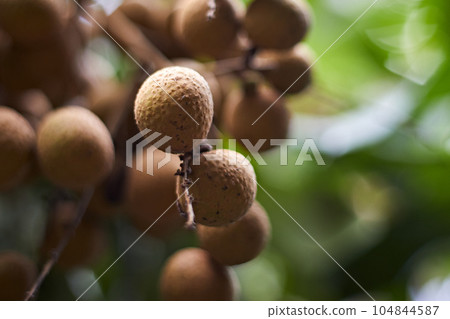 Longan orchards , Tropical fruits in Thailand Longan orchards , Tropical fruits in Thailand 104844587