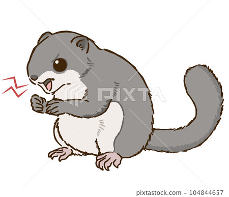 angry flying squirrel 104844657