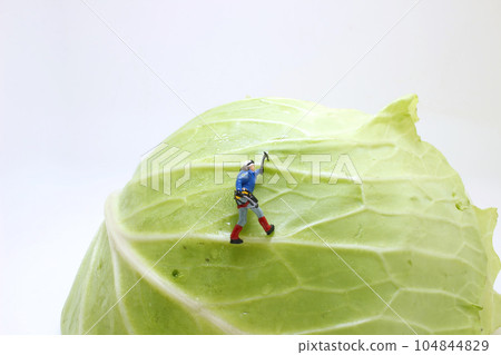 the fun of figure on Cabbage the fun of figure on Cabbage 104844829