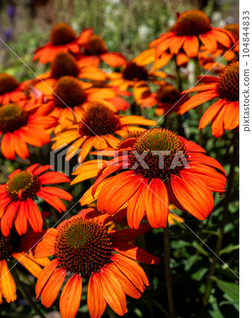 陽光明媚的日子裡盛開的紫錐菊【Echinacea Kismet Orange】 陽光明媚的日子裡盛開的紫錐菊【Echinacea Kismet Orange】 104844833