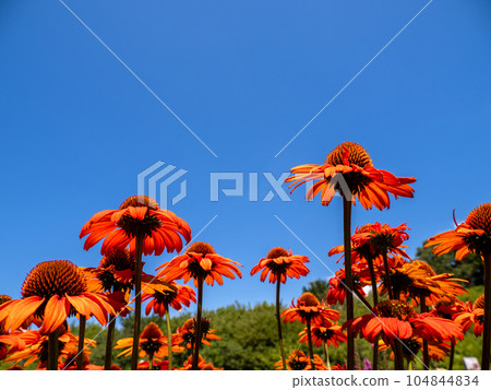 夏日藍天和紫錐菊【紫錐菊 Kismet Orange】 夏日藍天和紫錐菊【紫錐菊 Kismet Orange】 104844834