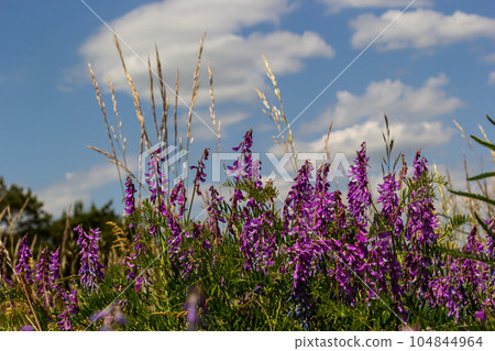 Vetch, vicia cracca valuable honey plant, fodder, and medicinal plant. Fragile purple flowers background. Woolly or Fodder Vetch blossom in spring garden 104844964