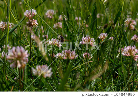 White clover flowers. Fabaceae perennial plants. April-July is the flowering season, and it is also a feed, green manure and nectar plant 104844990
