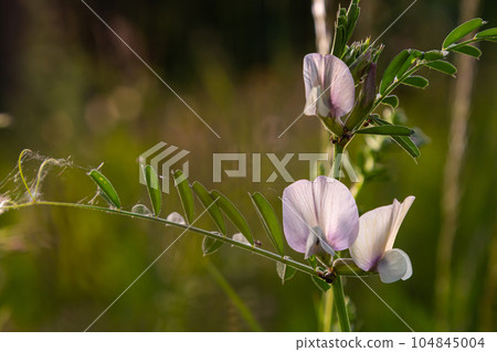 A large yellow vetch or big flower vetch. Vicia grandiflora. Wild plant shot in the spring A large yellow vetch or big flower vetch. Vicia grandiflora. Wild plant shot in the spring 104845004