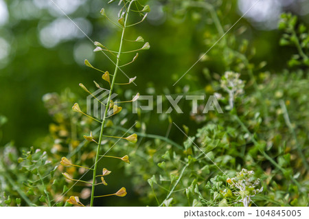 Capsella bursa-pastoris, known as shepherd's bag. Widespread and common weed in agricultural and garden crops. Medicinal plant in natural environment Capsella bursa-pastoris, known as shepherd's bag. Widespread and common weed in agricultural and garden crops. Medicinal plant in natural environment 104845005