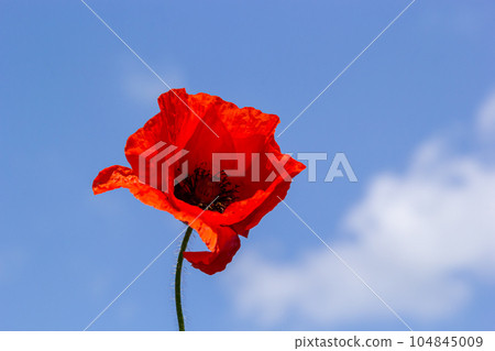 Papaver rhoeas or common poppy, red poppy is an annual herbaceous flowering plant in the poppy family, Papaveraceae, with red petals Papaver rhoeas or common poppy, red poppy is an annual herbaceous flowering plant in the poppy family, Papaveraceae, with red petals 104845009