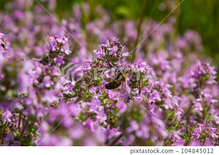 Blossoming fragrant Thymus serpyllum, Breckland wild thyme, creeping thyme, or elfin thyme close-up, macro photo. Beautiful food and medicinal plant in the field in the sunny day 104845012