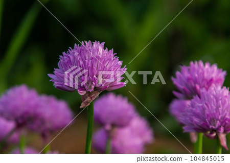 Close up view of emerging purple buds and blossoms on edible chives plants allium schoenoprasum Close up view of emerging purple buds and blossoms on edible chives plants allium schoenoprasum 104845015