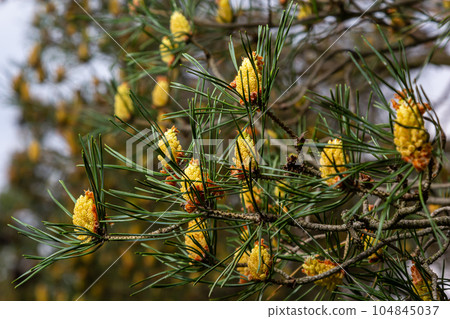 sylvestris Scotch European red pine Scots or Baltic pine. closeup macro selective focus branch with cones flowers and pollen over out of focus background with copyspace sylvestris Scotch European red pine Scots or Baltic pine. closeup macro selective focus branch with cones flowers and pollen over out of focus background with copyspace 104845037