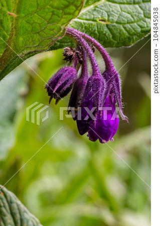 In the meadow, among wild herbs the comfrey Symphytum officinale is blooming 104845038