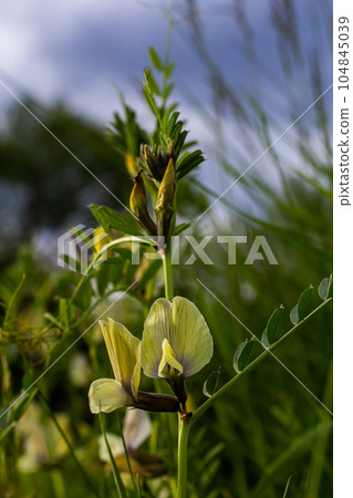 A large yellow vetch or big flower vetch. Vicia grandiflora. Wild plant shot in the spring 104845039