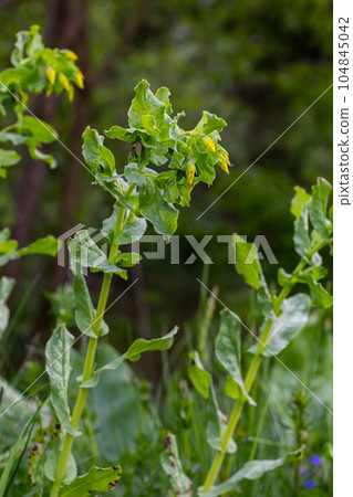 In spring, Cerinthe minor grows in the wild, field weed in the grass In spring, Cerinthe minor grows in the wild, field weed in the grass 104845042