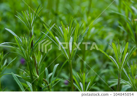 The Cleavers Galium aparine have been used in the traditional medicine for treatment of disorders of the diuretic, lymph systems and as a detoxifier The Cleavers Galium aparine have been used in the traditional medicine for treatment of disorders of the diuretic, lymph systems and as a detoxifier 104845054