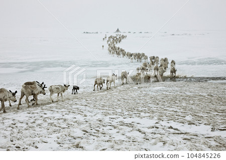 A herd of reindeer goes to the camp 104845226